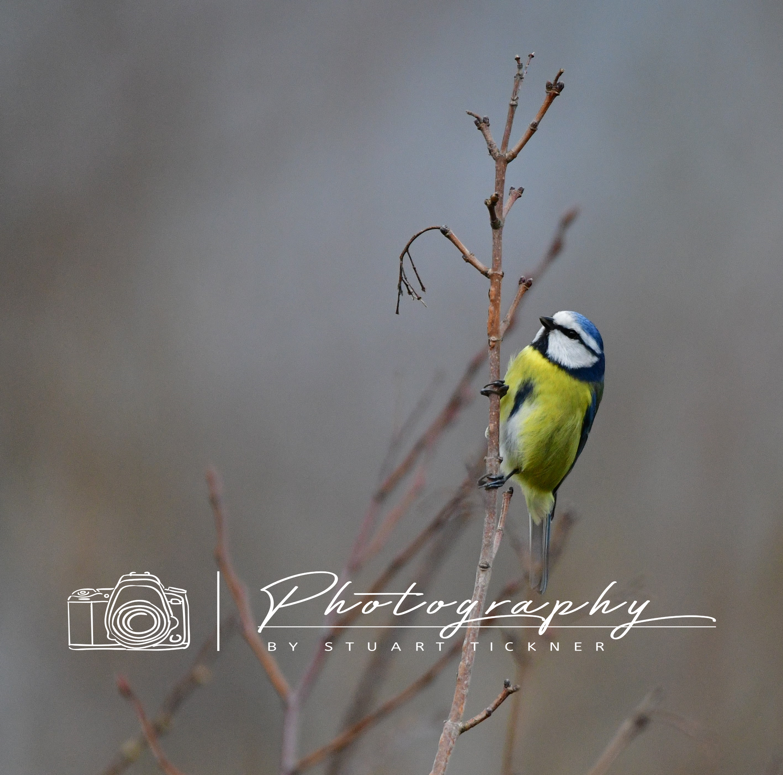 The Little Blue Tit