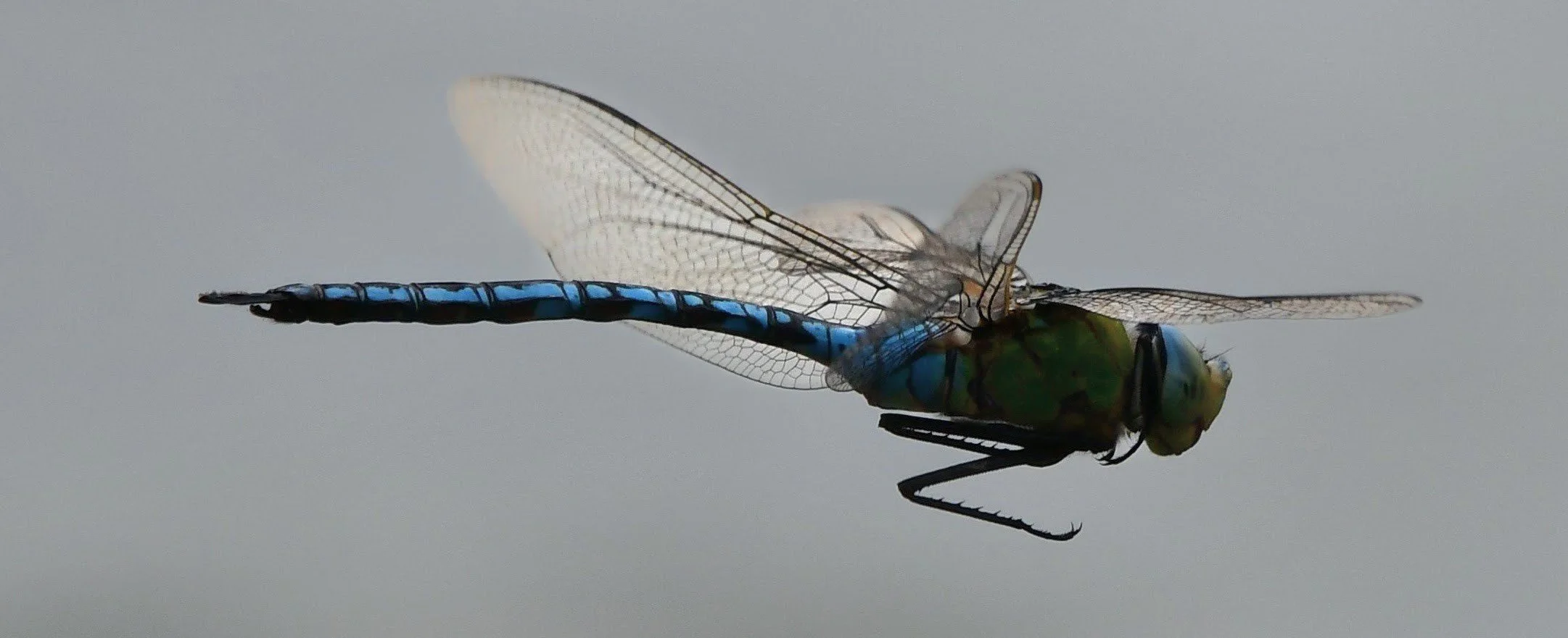 Close-up of a blue and green dragonfly with transparent wings resting on a reflective surface.