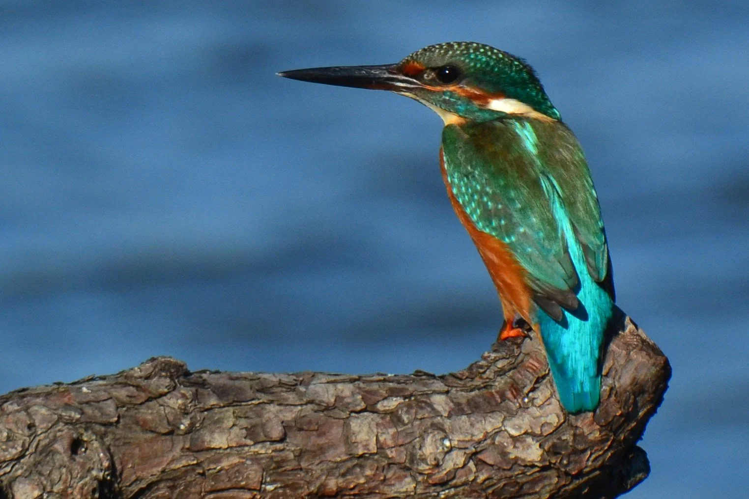 The Kingfisher