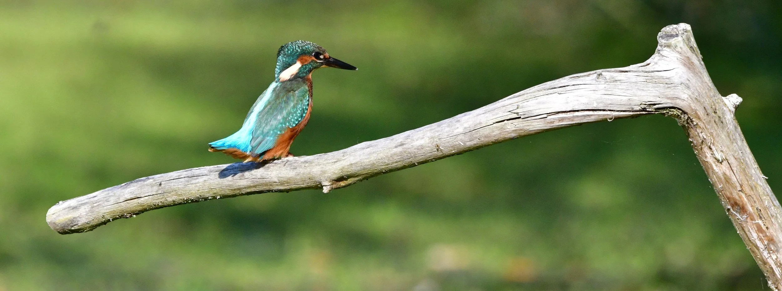 The Kingfisher's Perch