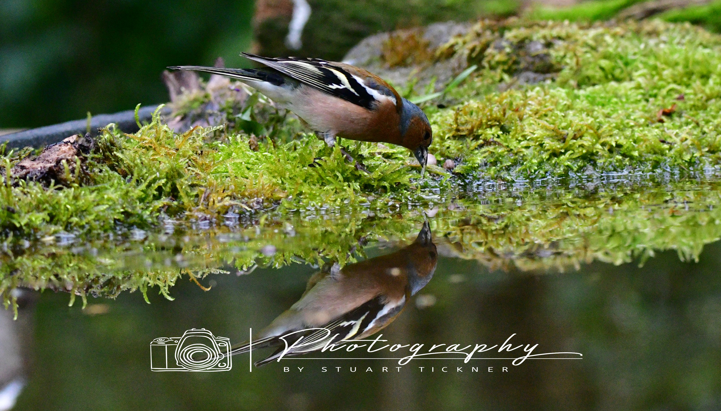 Chaffinch in Reflection