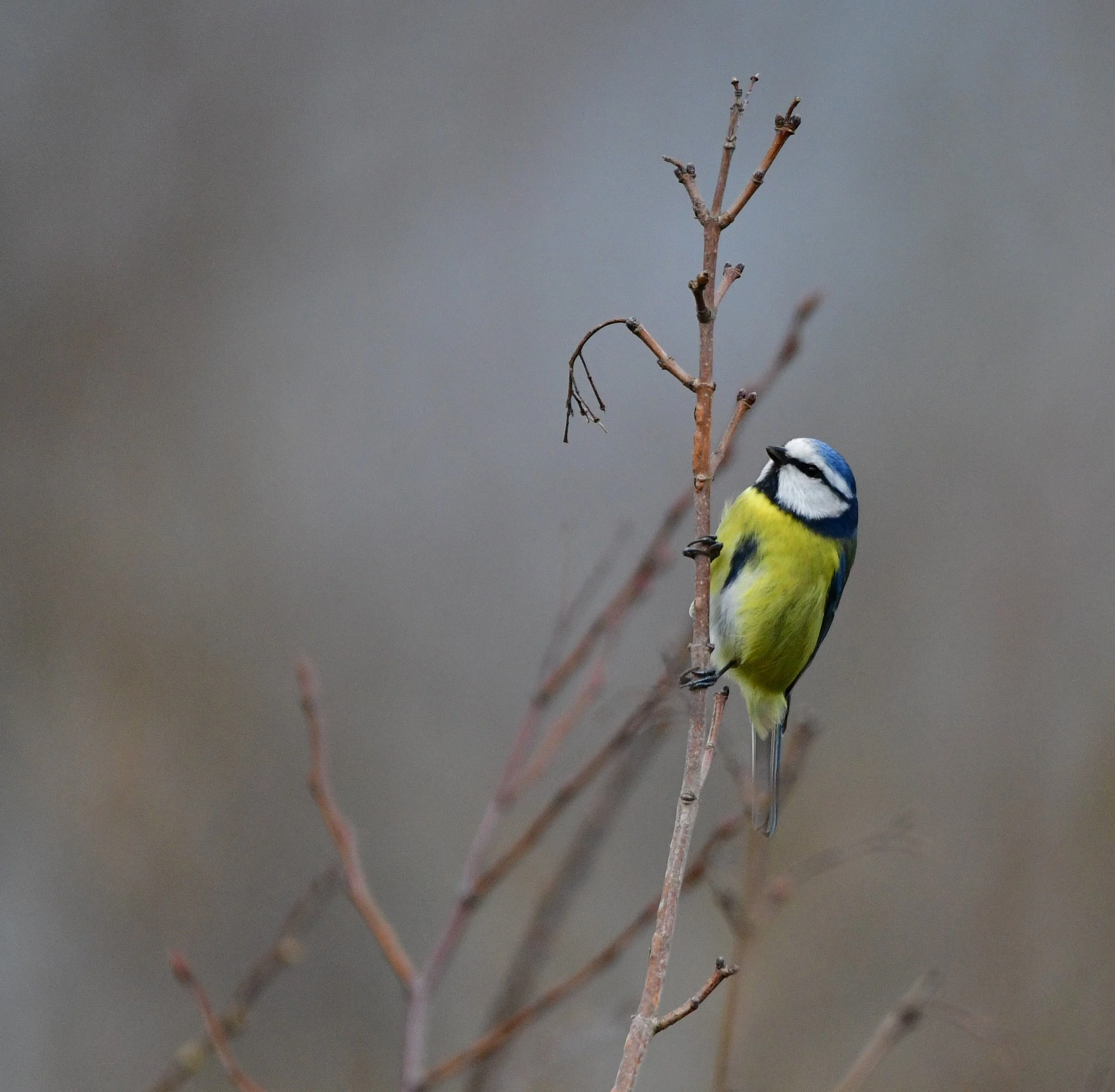 The Little Blue Tit