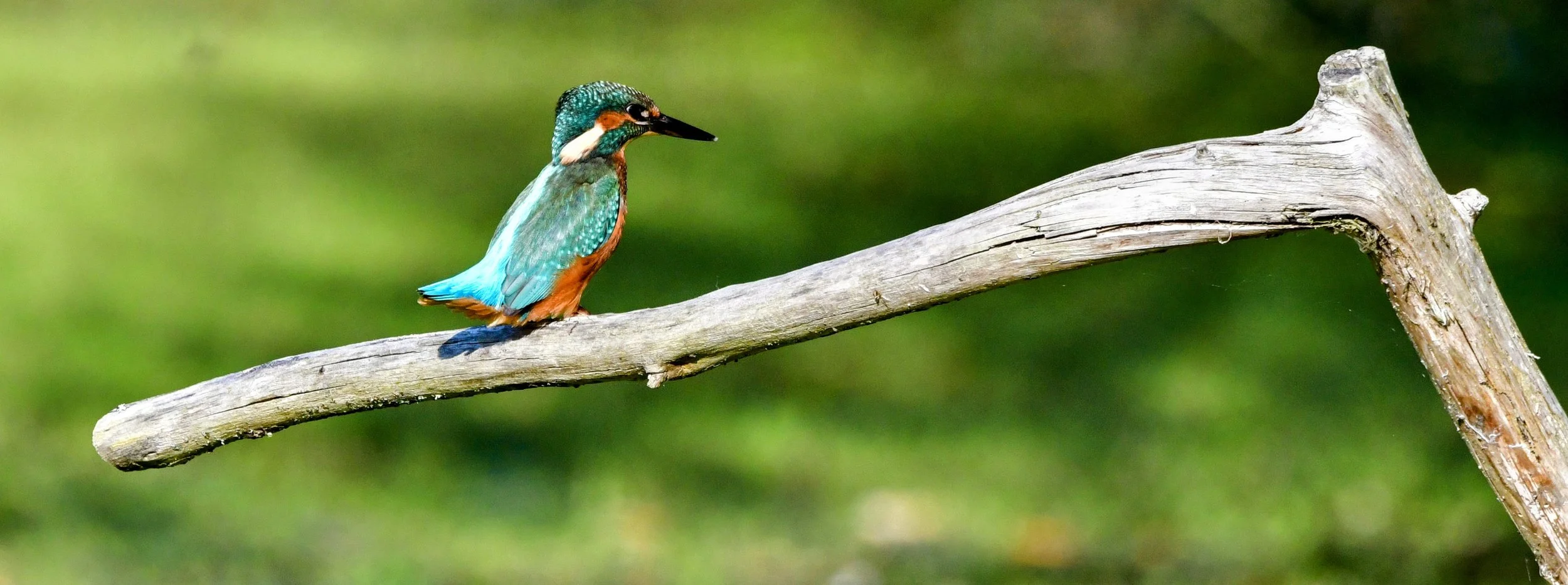 A colorful kingfisher bird with blue, green, and orange feathers perched on a weathered, horizontal tree branch against a blurred green background.