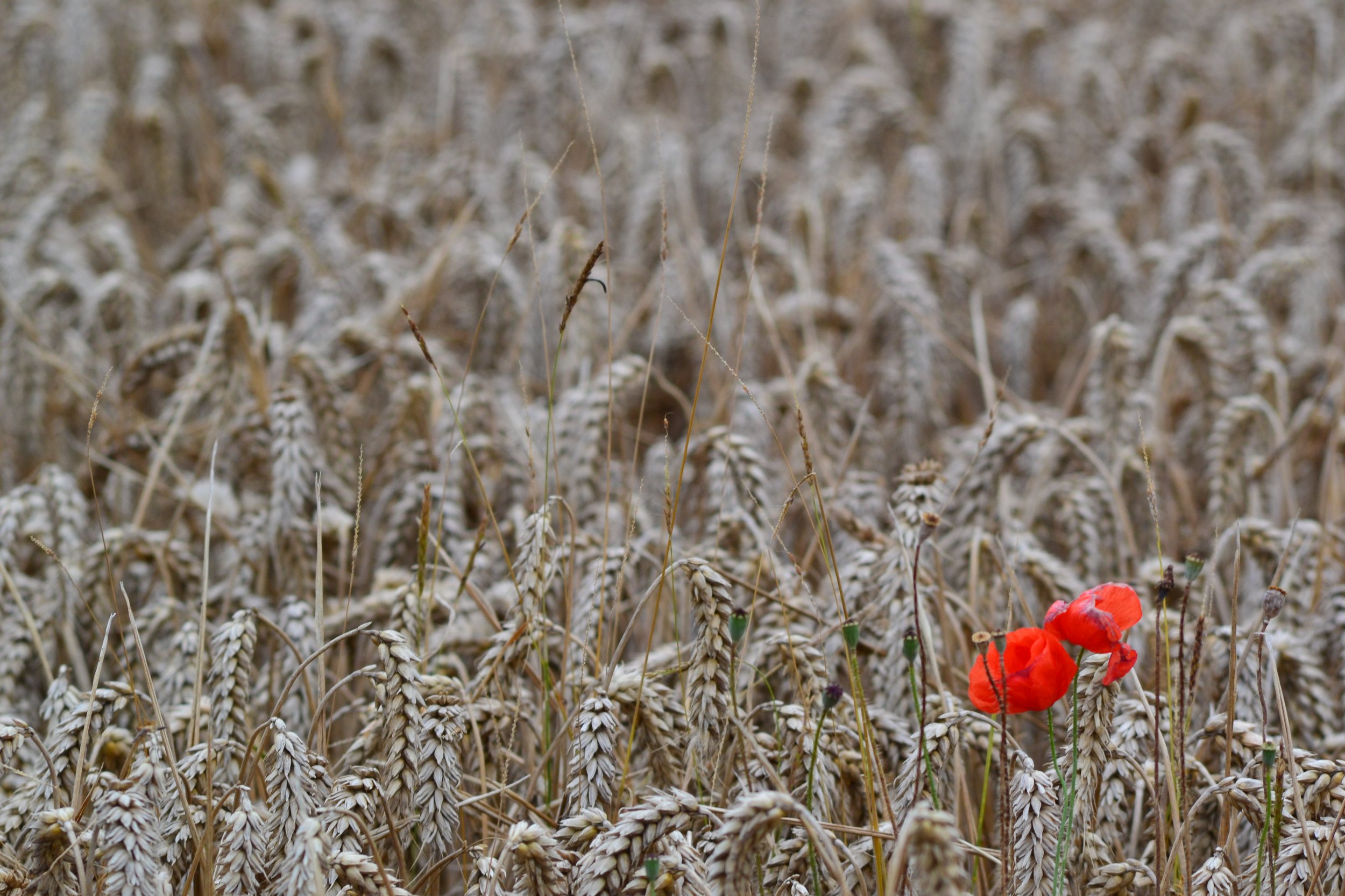 Where Poppies Grow