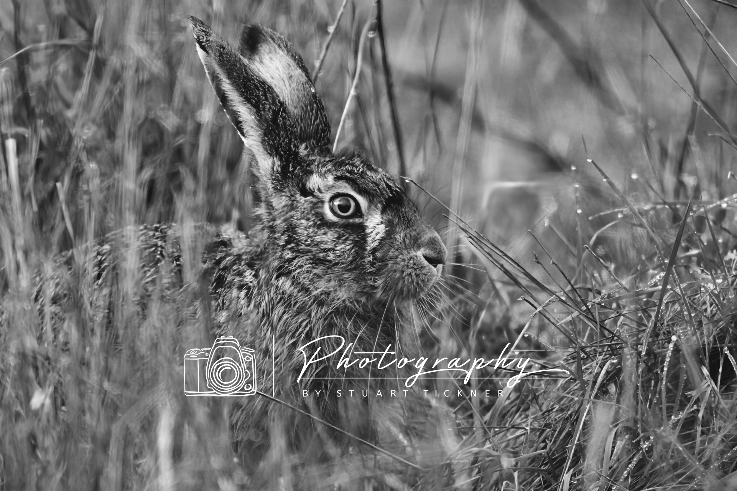 The Watchful Hare