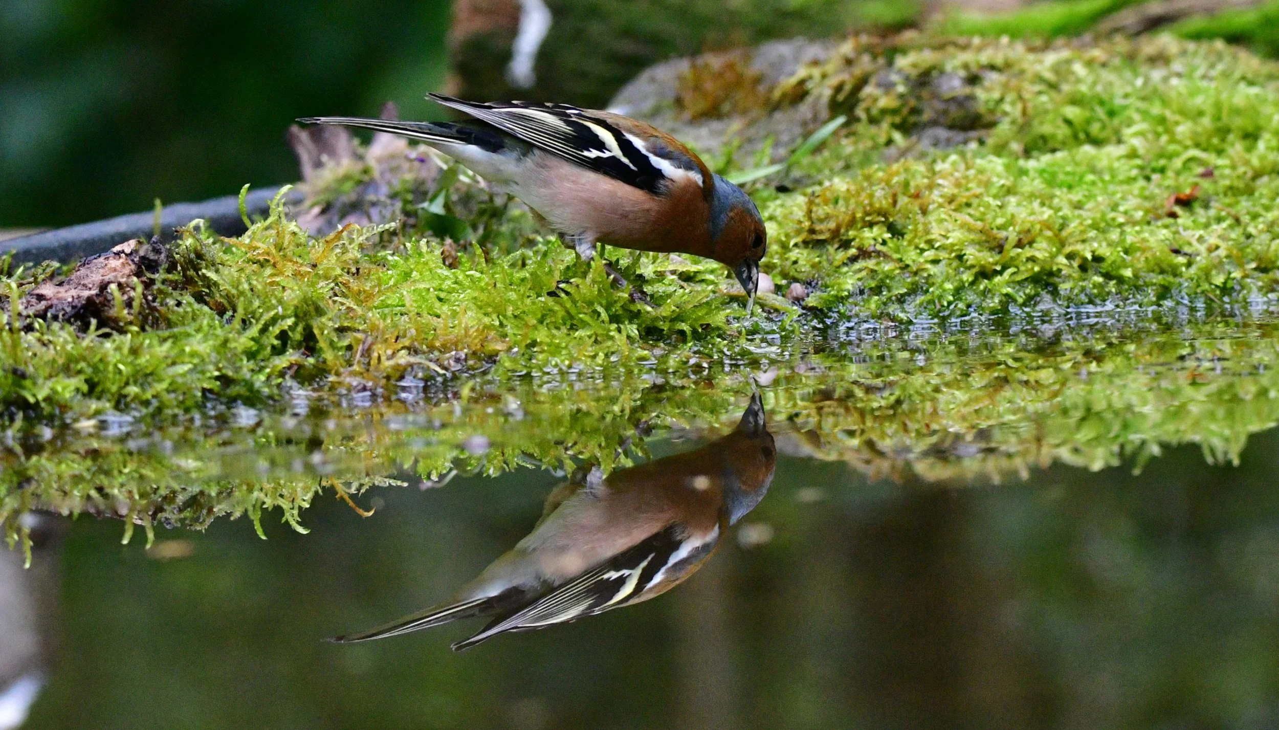 Chaffinch in Reflection