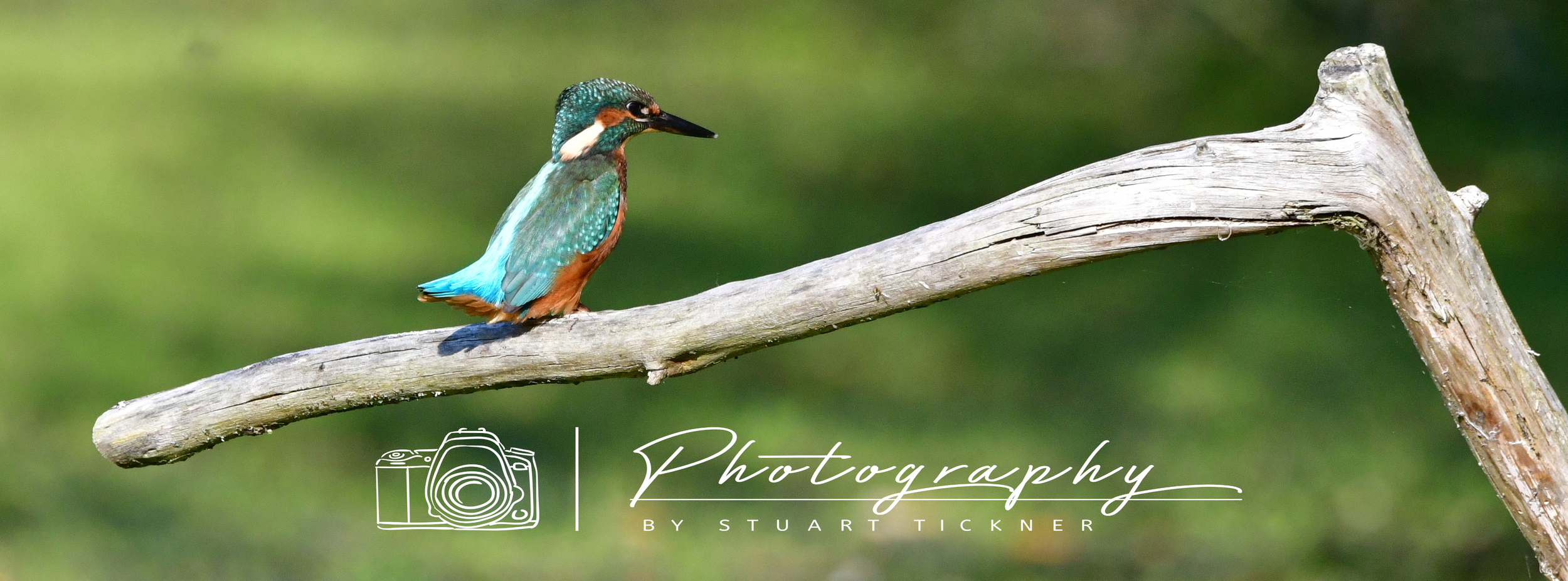 The Kingfisher's Perch