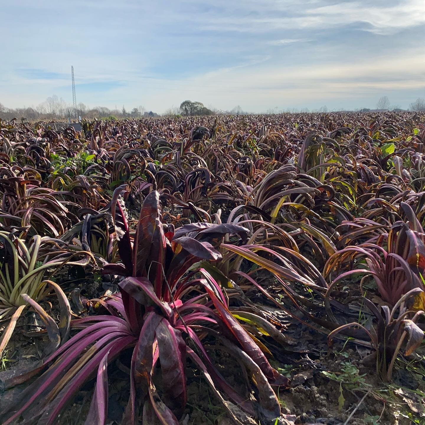 Il Re d'inverno: il Radicchio Rosso di Treviso IGP !

Per essere l&rsquo;autentico Radicchio Rosso di Treviso IGP deve provenire dall&rsquo;area tipica posta fra le province di Treviso, Padova e Venezia e deve essere ottenuto secondo la tradizionale 