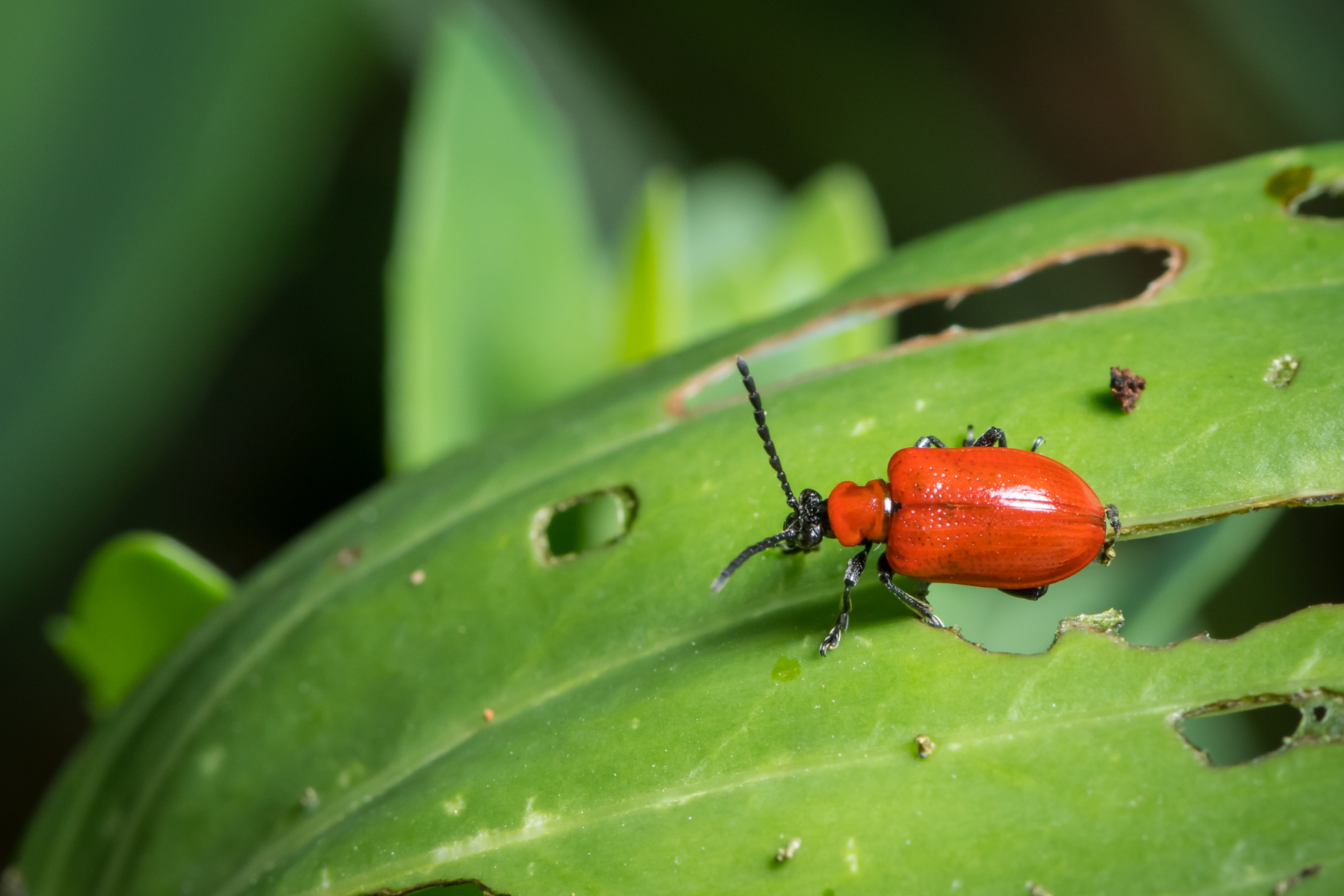 Notebook The Tulip Workshop notebook-the-tulip-workshop