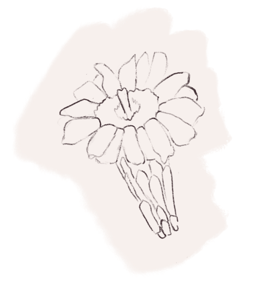 Hand-drawn sketch of a flower with petals and a stem.