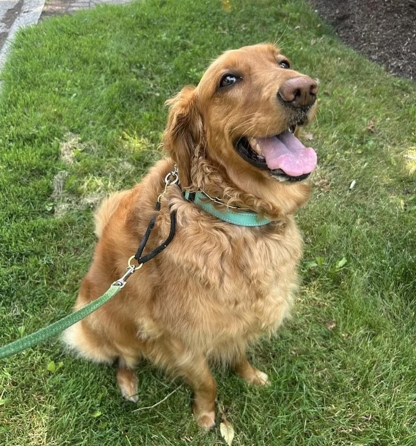 Yesterday was Miss Luna&rsquo;s birthday!! Happy birthday Luna!! ❤️❤️🥳🥳