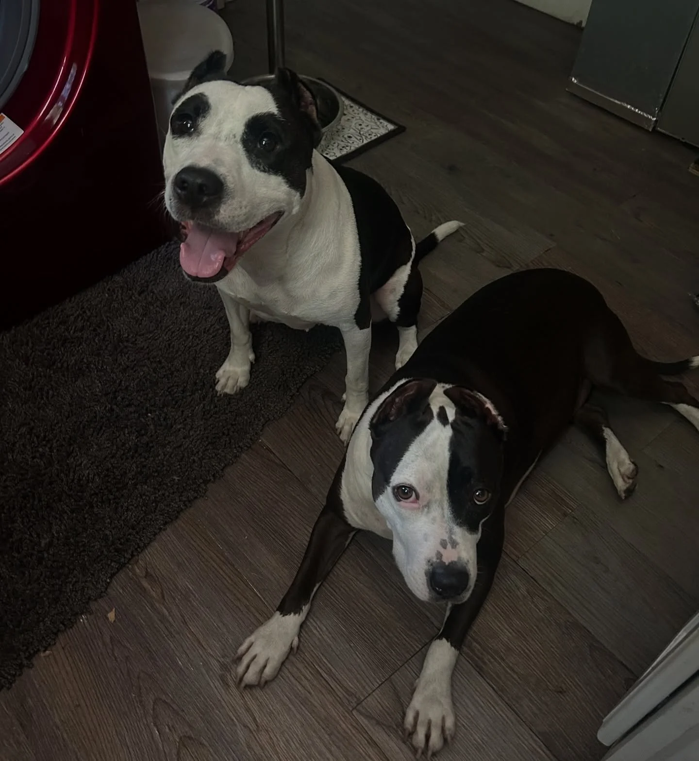 Remy &amp; Maizy with the cutest smiles! 😁🥰