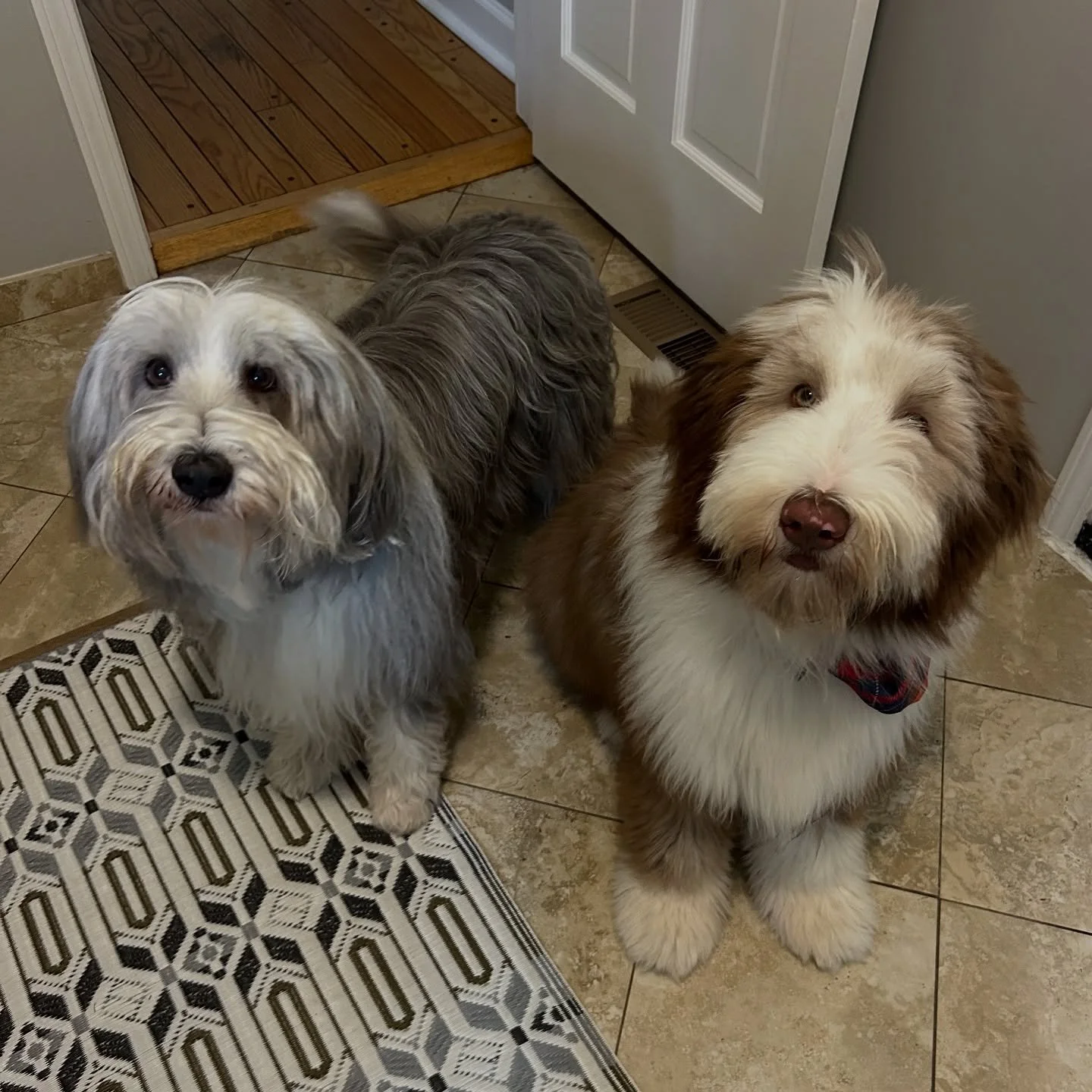 Harry and Lucy are too darn cute!