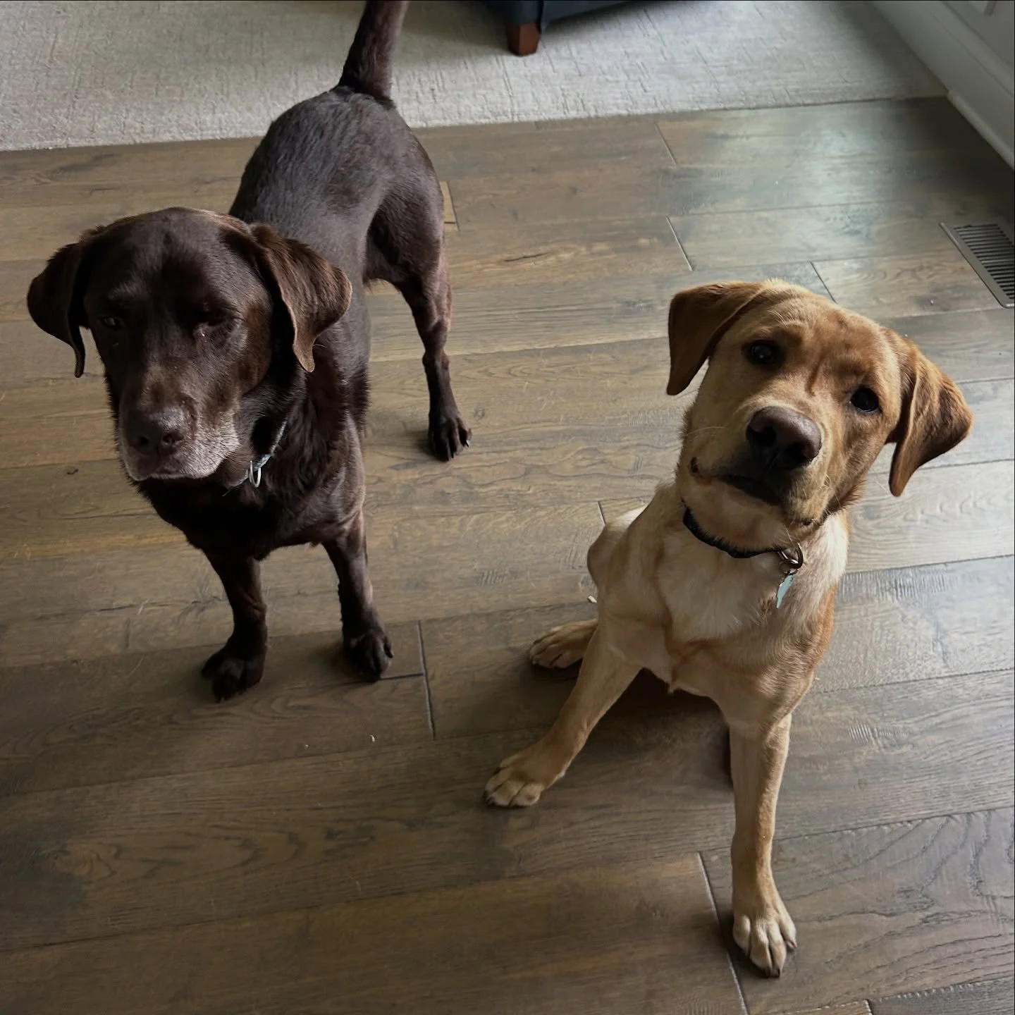 Bear and Rocky say TGIF!