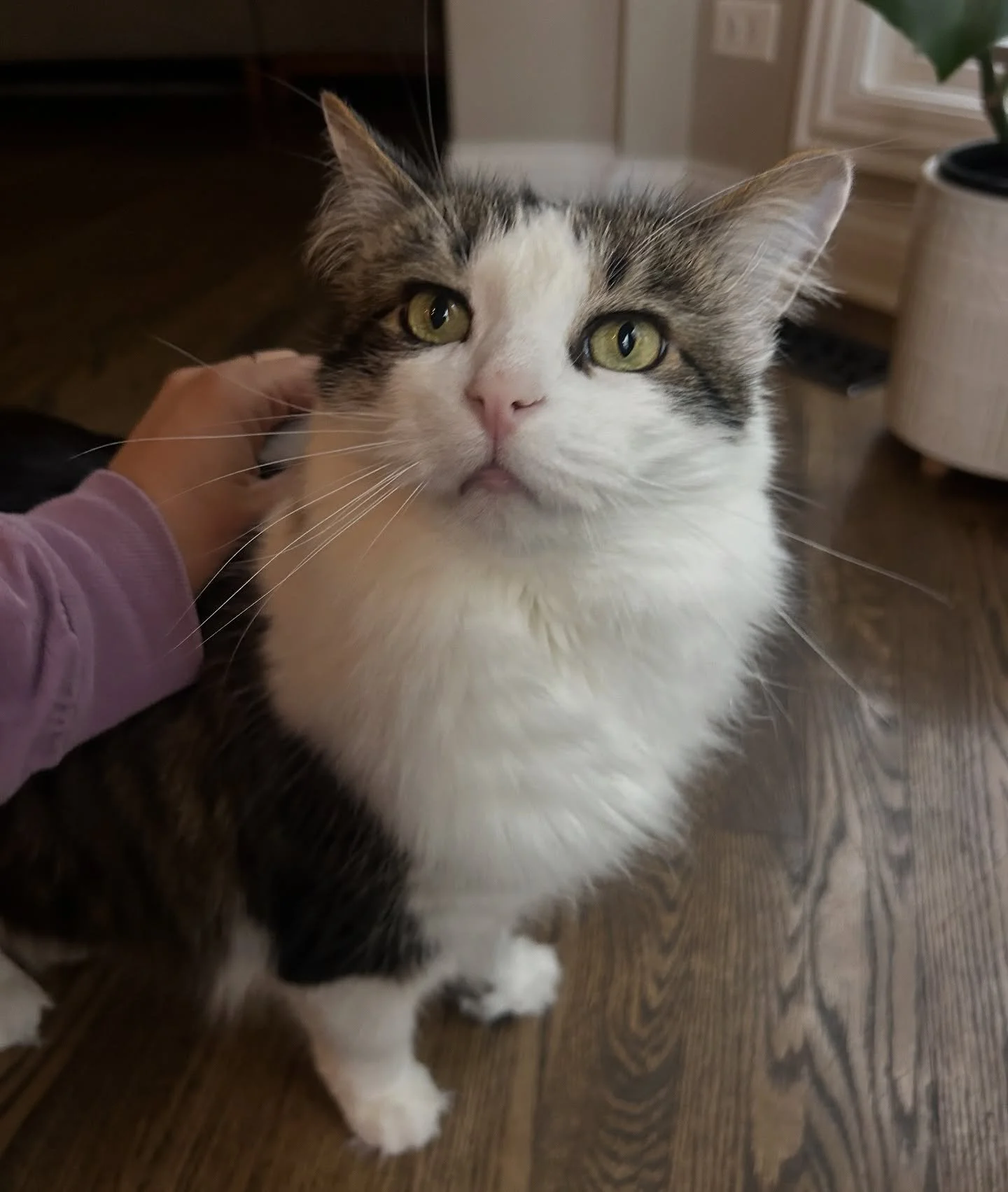 Ziggy looovvvves pets! 😻