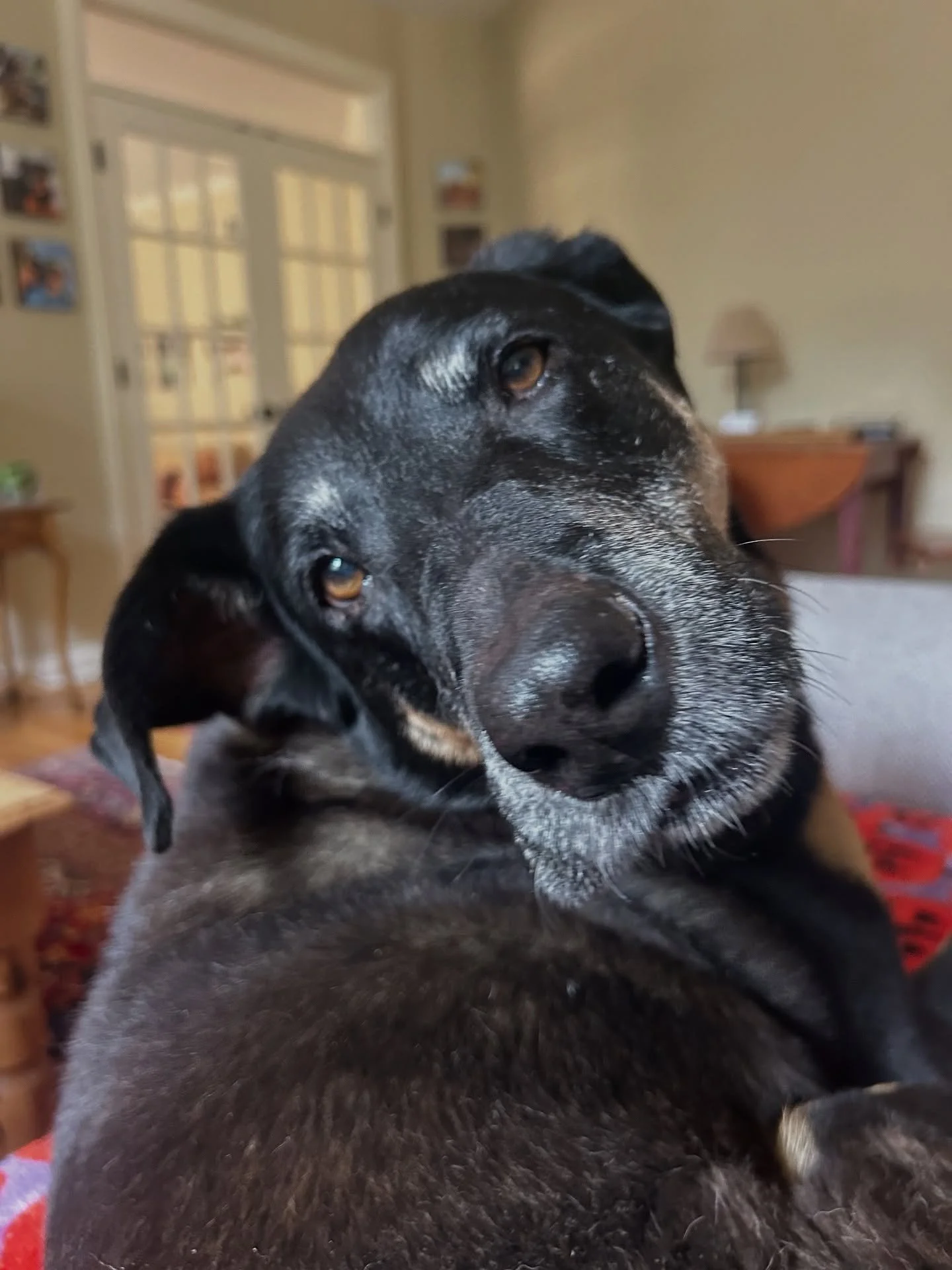 We&rsquo;ll never get tired of Louie&rsquo;s sweet face!