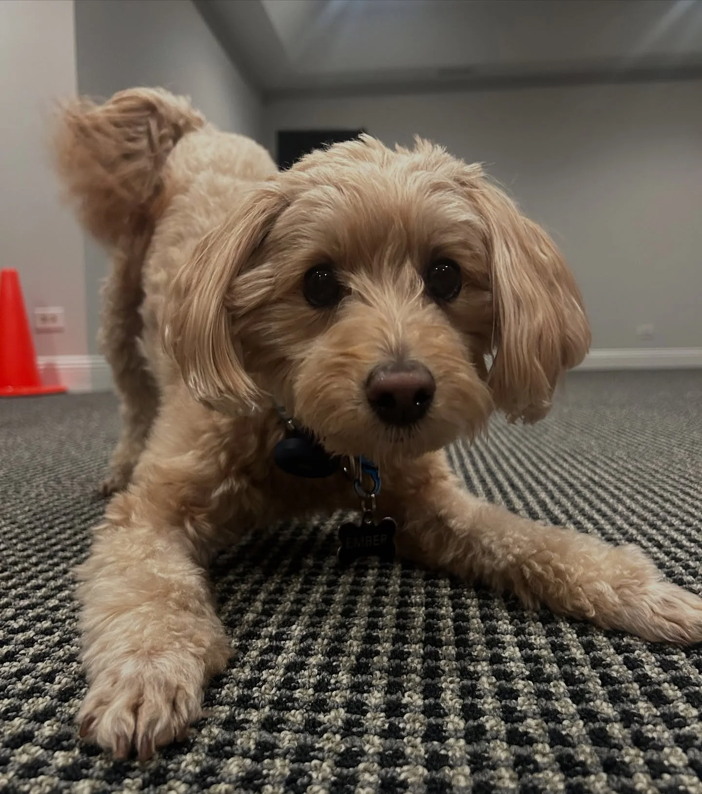 Ember says &ldquo;throw my ball!!&rdquo; @ezrie_and_ember