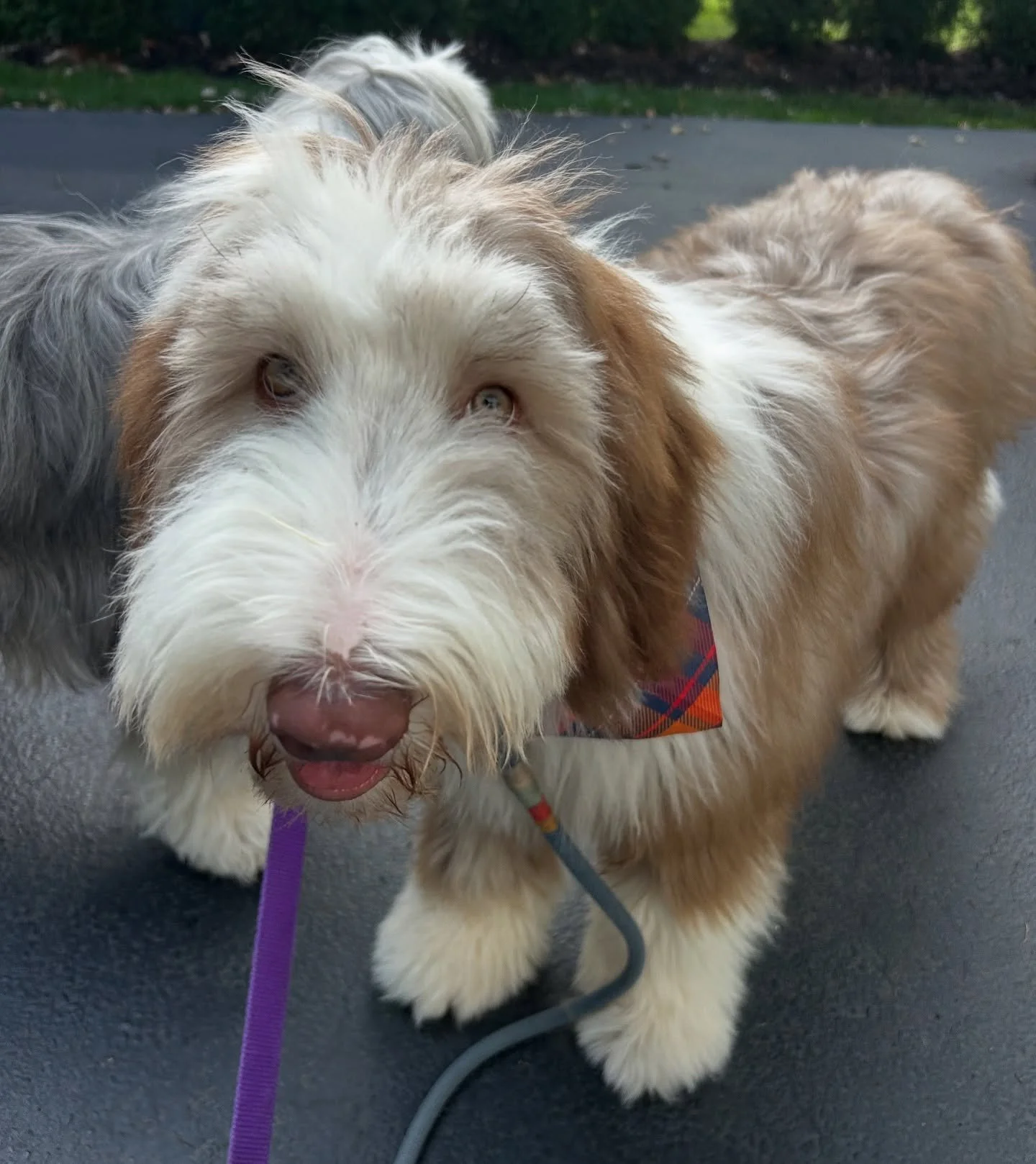 Harry sure is hairy! 🤣