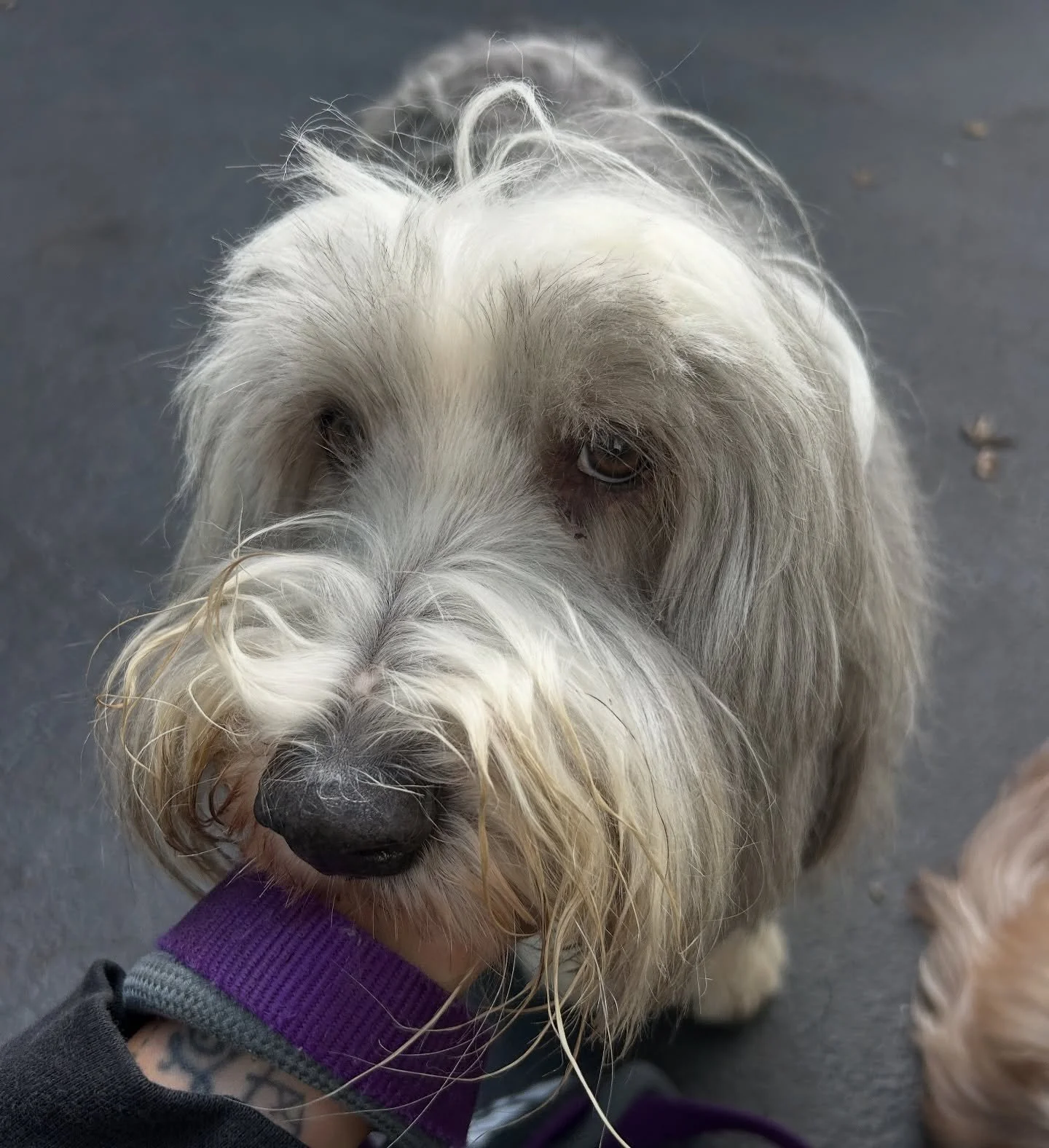 Lucy says &ldquo;I&rsquo;m over the pictures, can we walk now?!&rdquo; 😅🥰😍