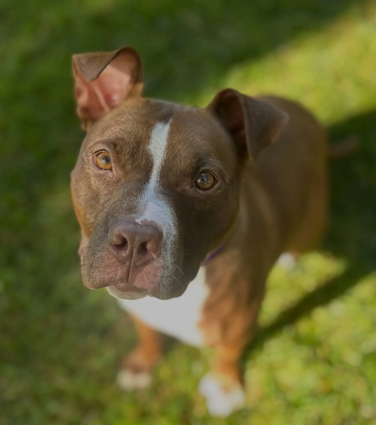 Orangelo loves soaking up the sun!