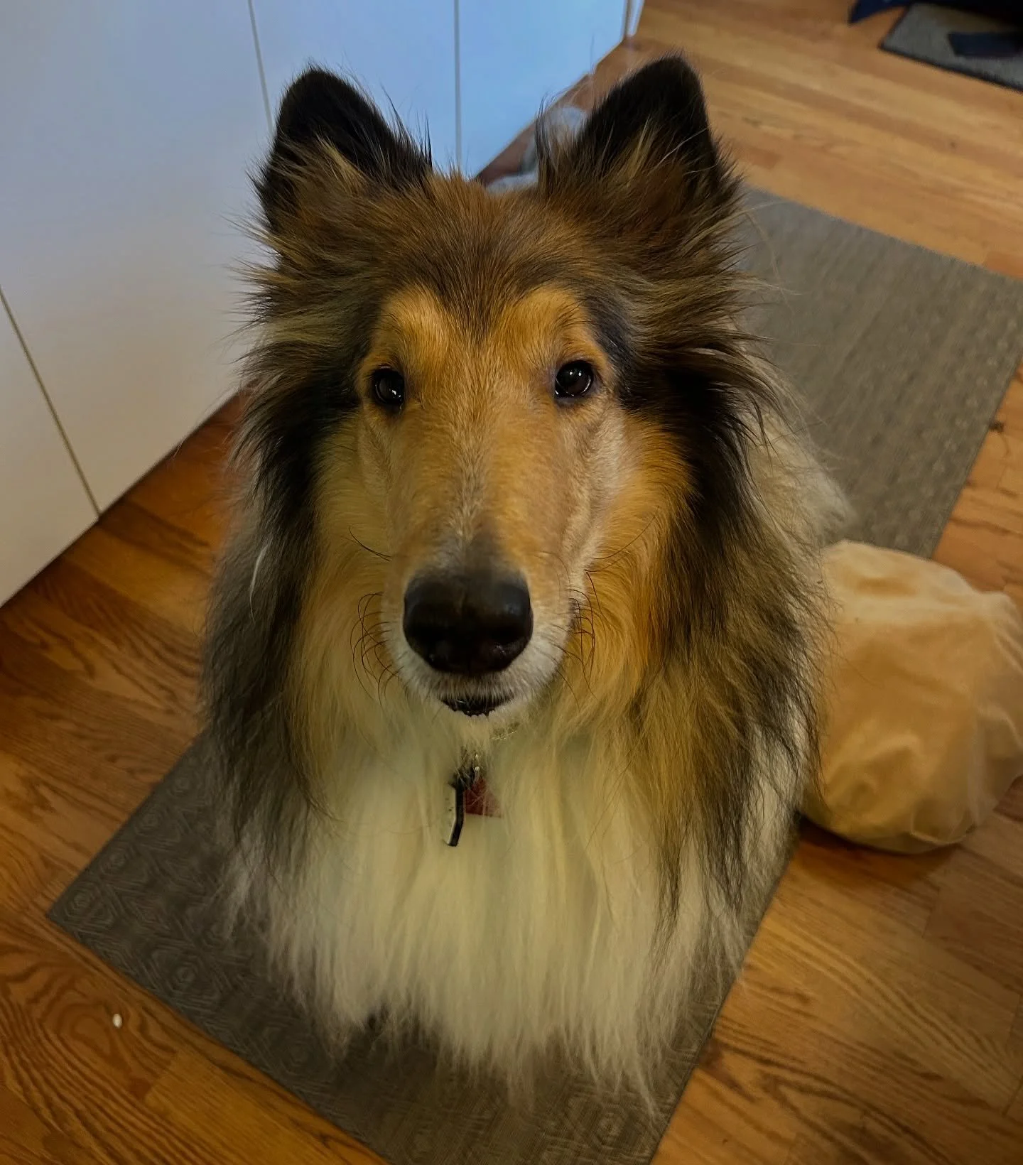 Teddy is the sweetest collie!