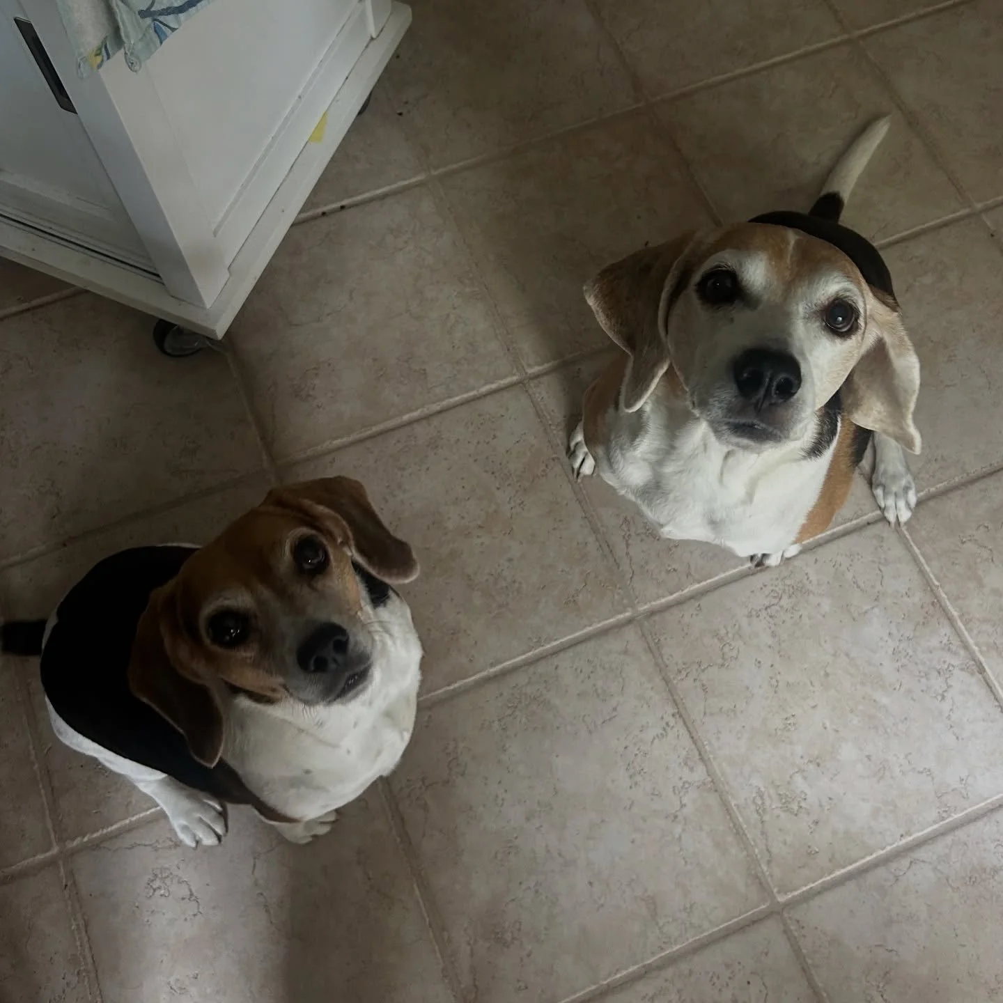 Lucy and Lola patiently waiting for their treats 😍