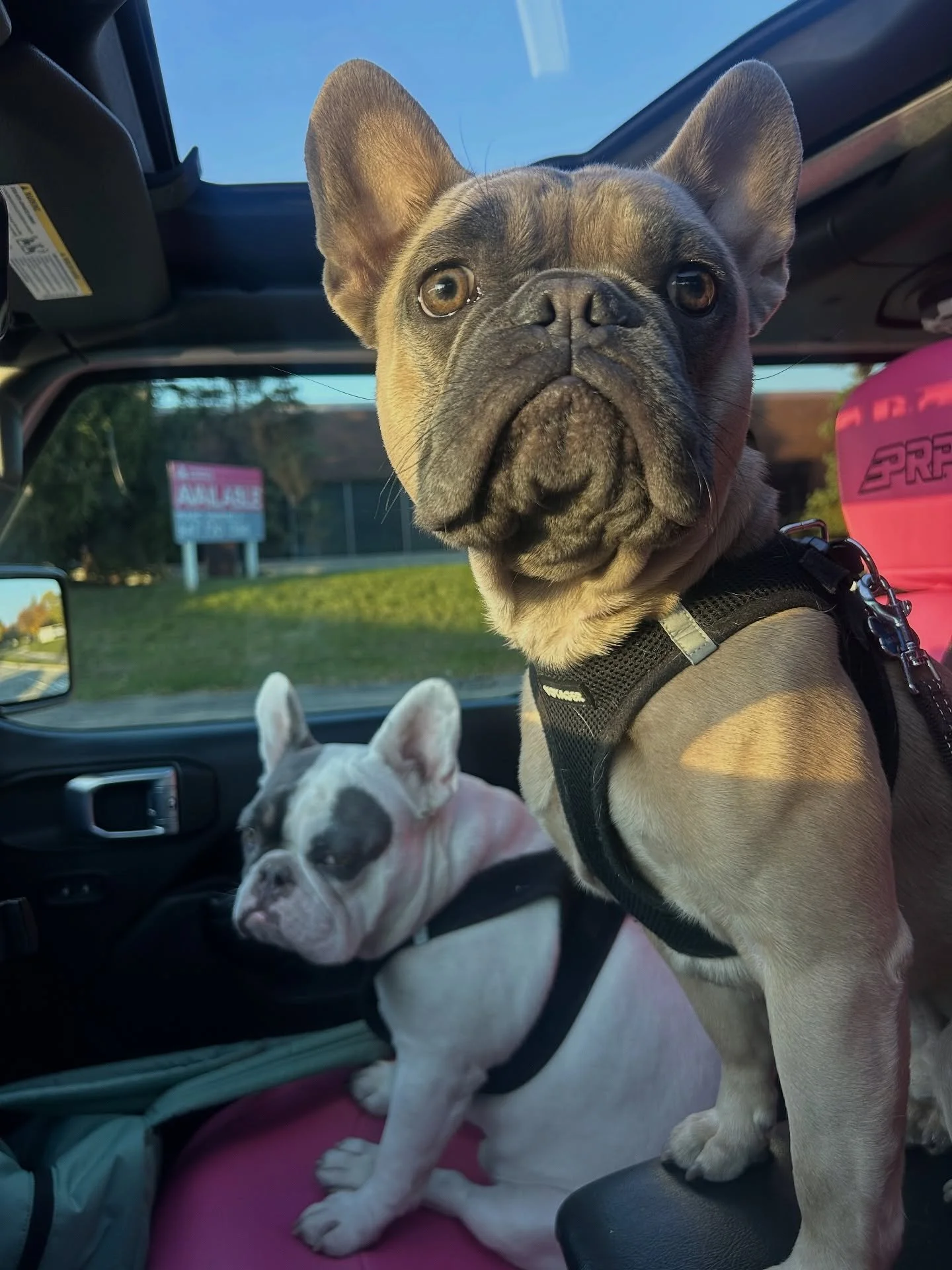 Maverick and Mack are the best passenger princes around! 😍