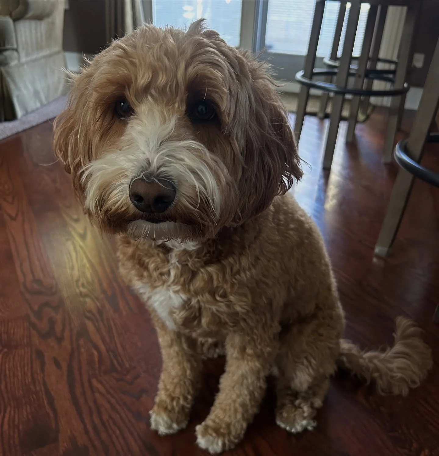 Indy loves her walks!