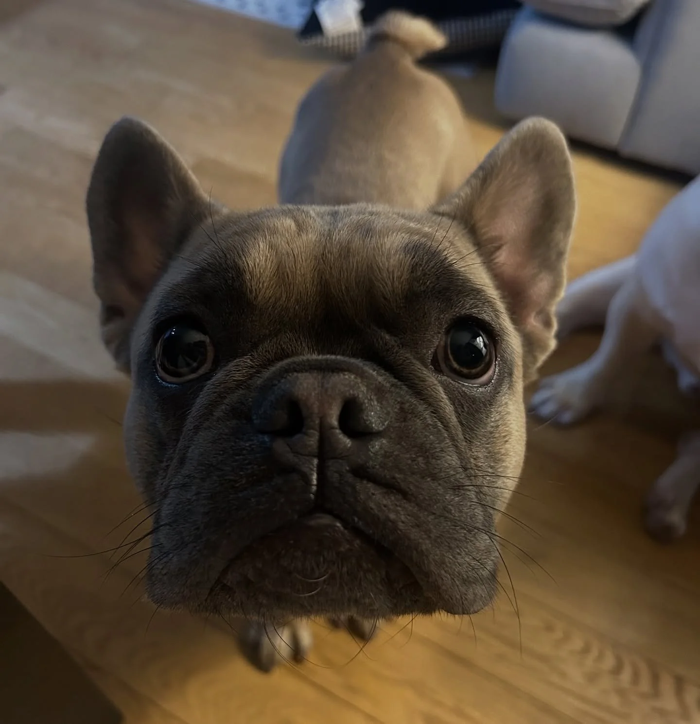 Mavericks hoping I drop some food!