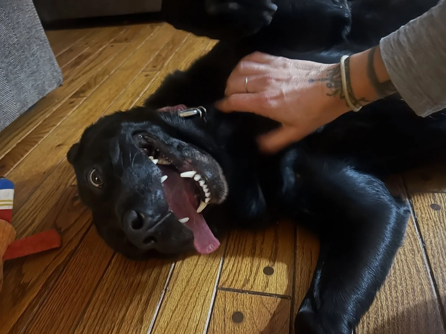 Pepper sure loves her belly scratches!!