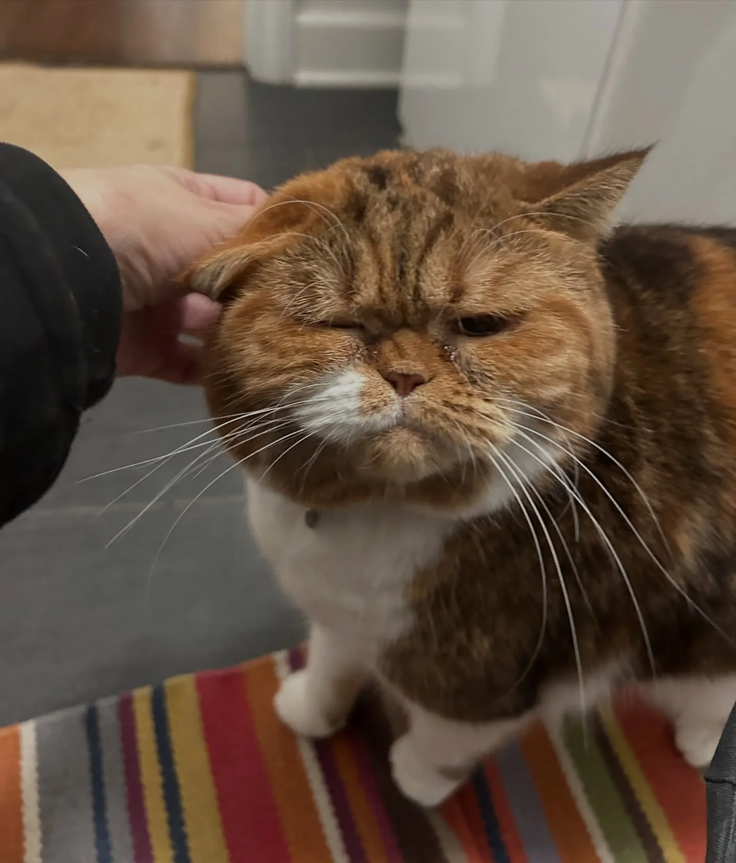 Taffy getting some ear scritches!