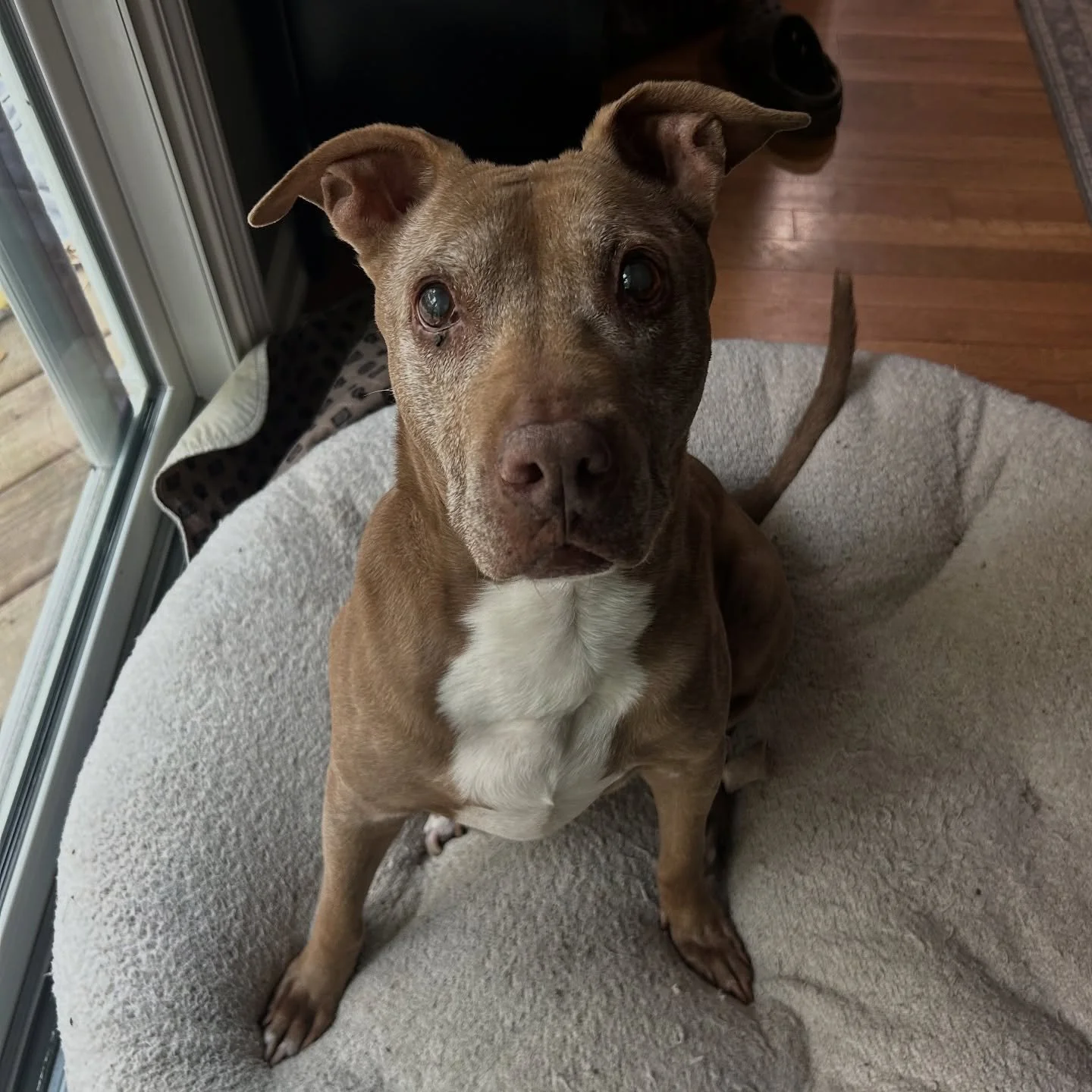 The sweet miss Wiggy ❤️