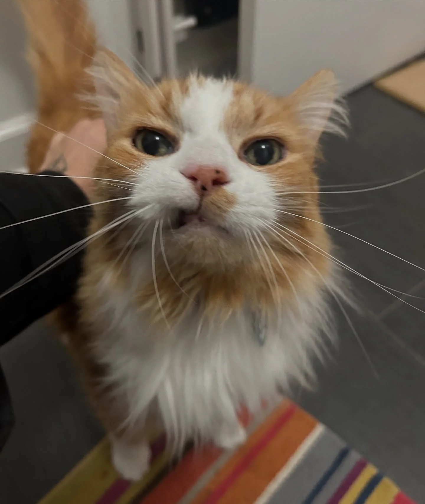 Waffles loves the attention!