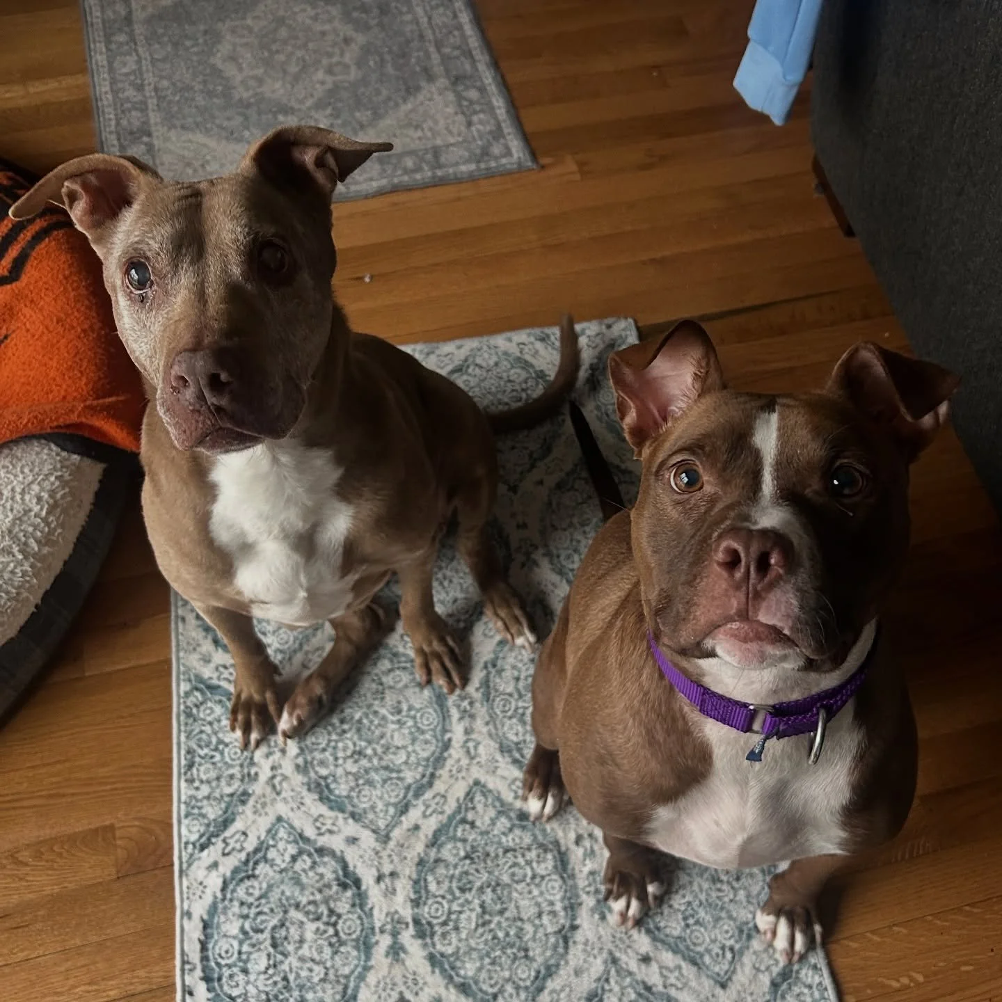 Wiggy and Orangelo are the cutest duo! @orangelo_is_your_fellow