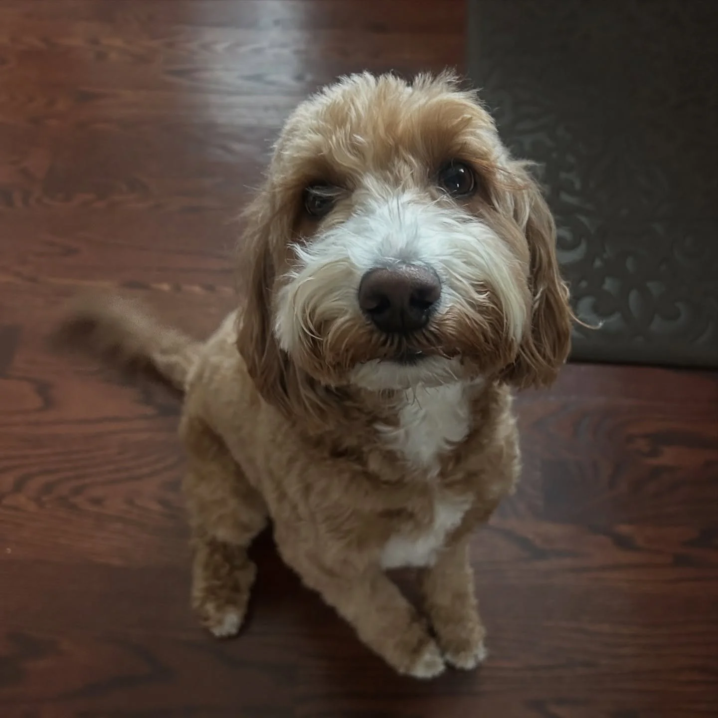 The gorgeous Indy 😍