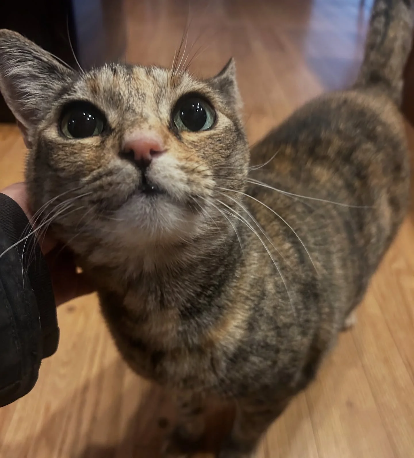 Happy Thanksgiving to all of our wonderful clients and staff! 🦃

Miss Luck is thankful for neck scratches today! 🧡