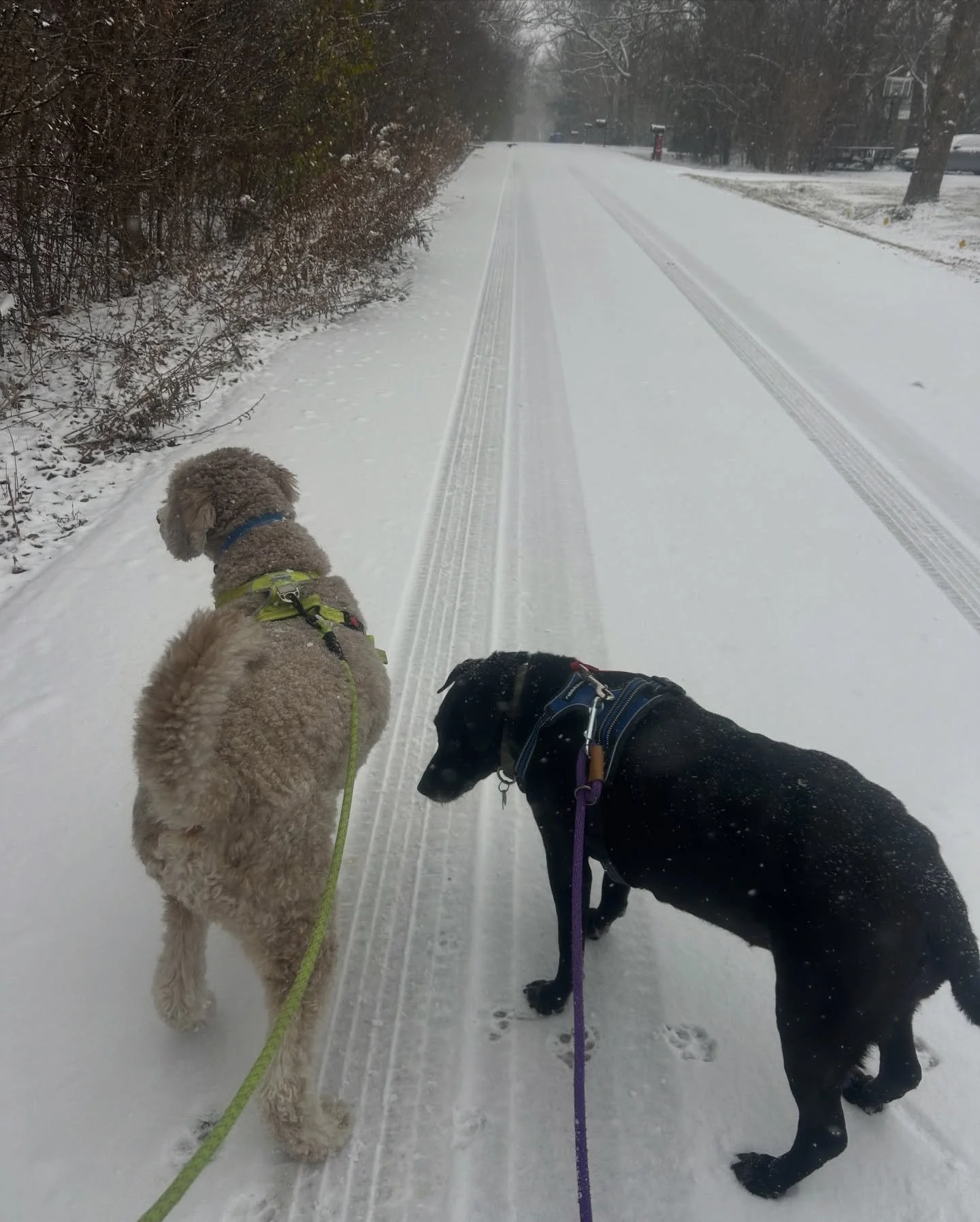Mickey and Freddy aren&rsquo;t too sure about this snow today! 🥶 Stay warm &amp; safe everyone!