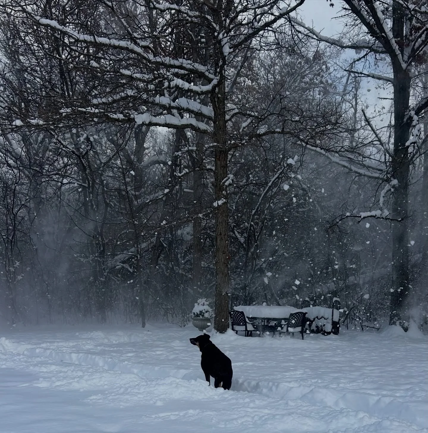 Louie is not too sure about this extra snow we got last night 😳☃️