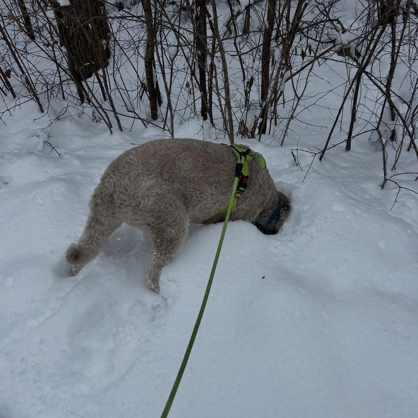 Freddy won&rsquo;t let a little snow stop him from sniffing the grass 🤣