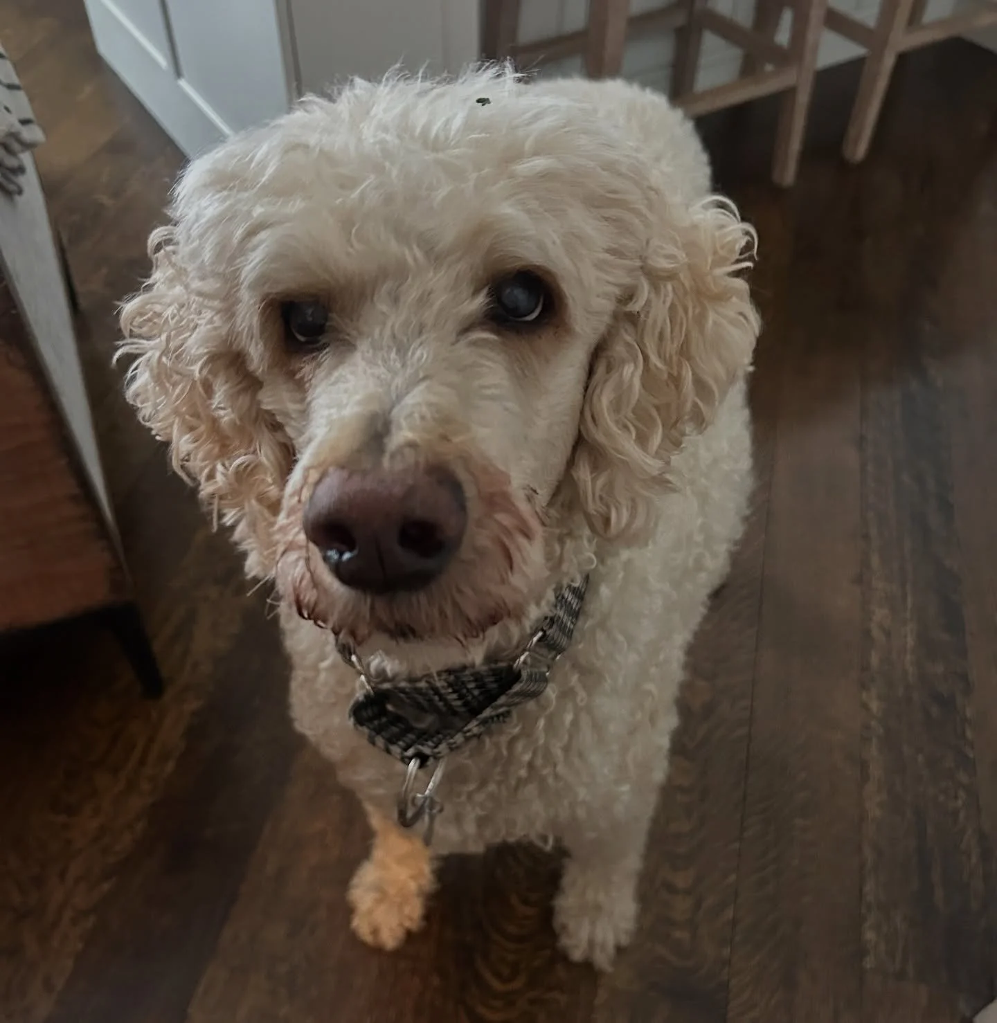 Isn&rsquo;t Louie just the cutest?!