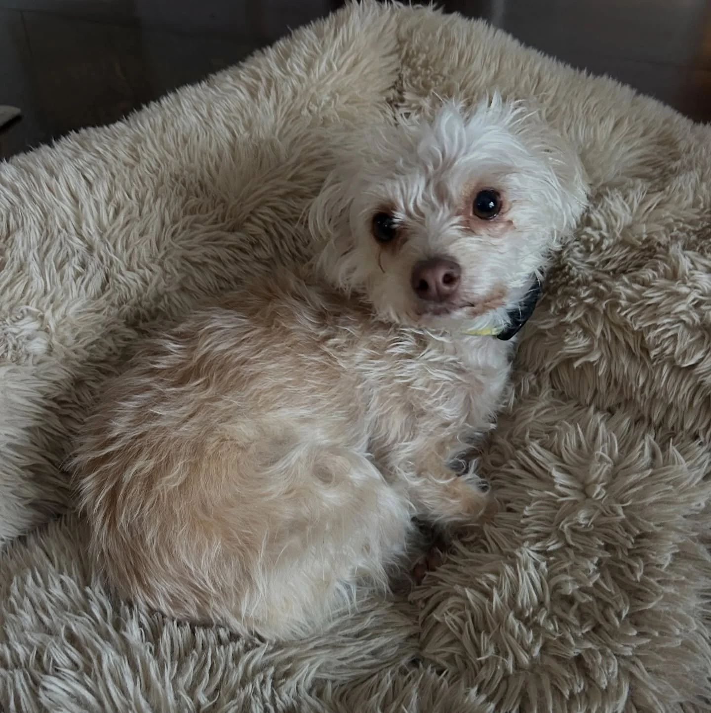 Sophie would prefer NOT to go out in this cold.. the best is much comfier!