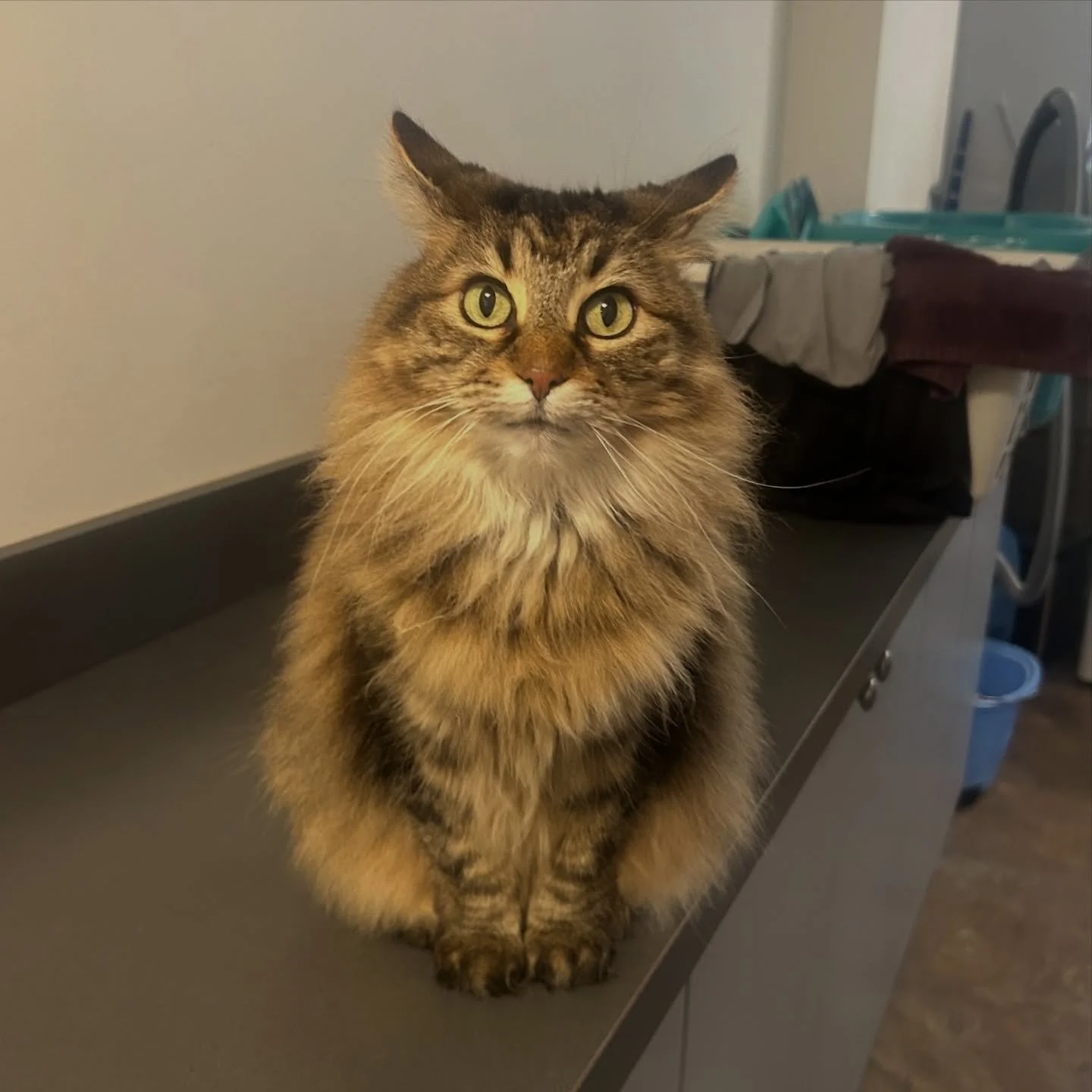 Carolina has the prettiest eyes! 😻