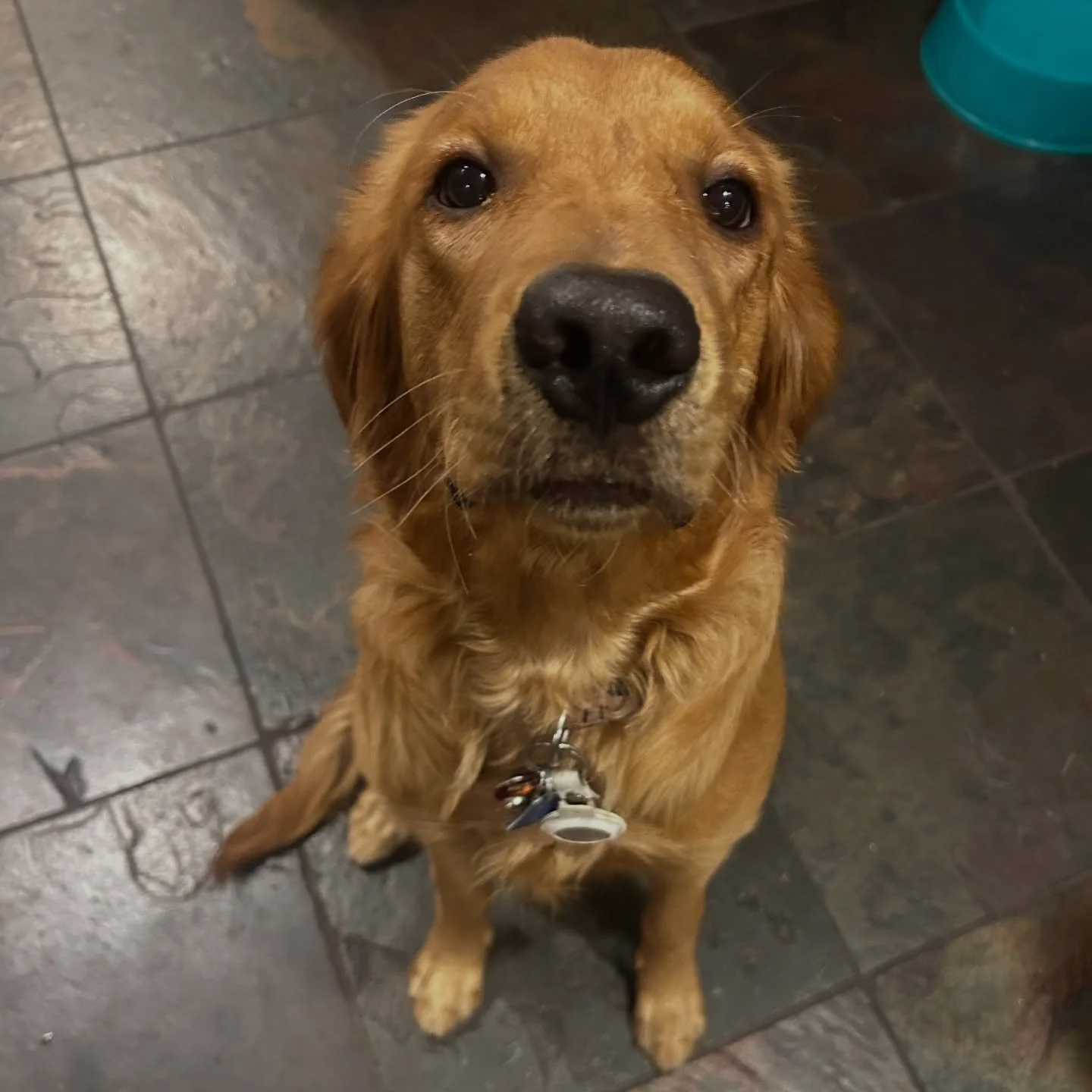 Finn isn&rsquo;t a tiny puppy anymore 😭❤️