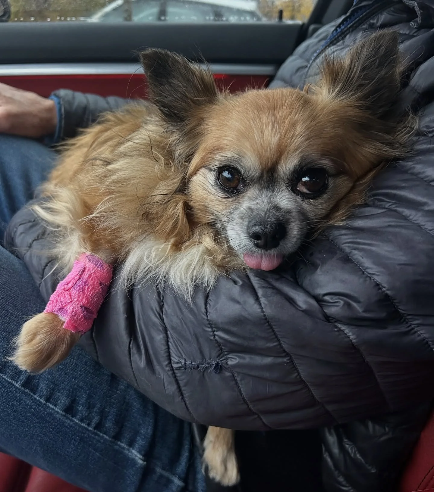 Just a quick reminder that dental health is INCREDIBLY important in your pets! 🪥 May just had her dental last week and left the vet with pearly whites and fresh breath! Thankfully, since I stay on top of it, she didn&rsquo;t have any extractions. 👏