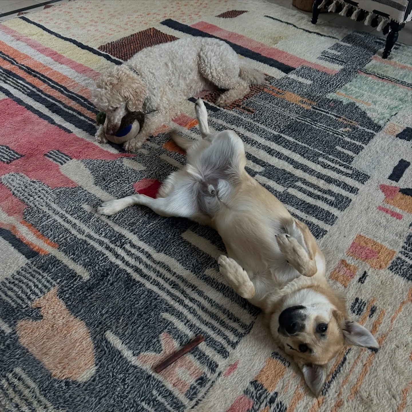 Lionel patiently waiting for belly rubs while Louie eats plays with his toy!