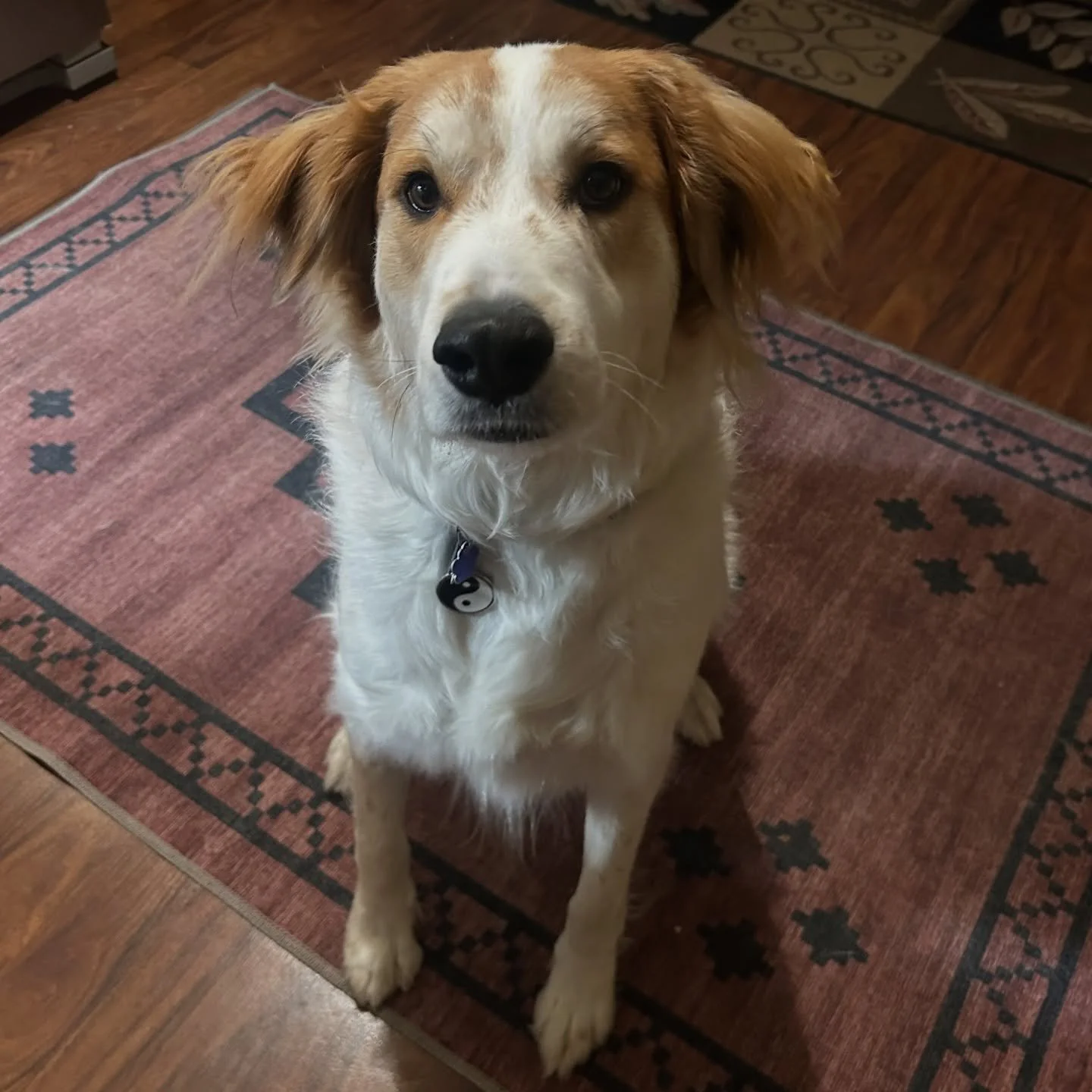 Bodhi is just too darn cute and sweet!