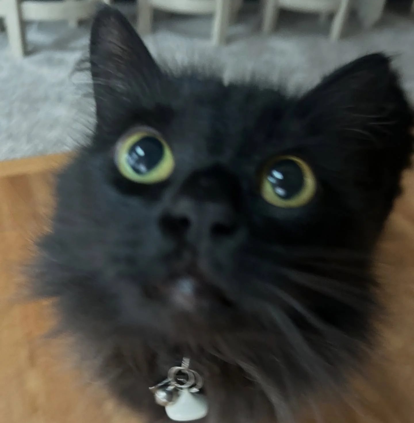 Luna is wishing everyone who celebrates a Merry Christmas Eve!