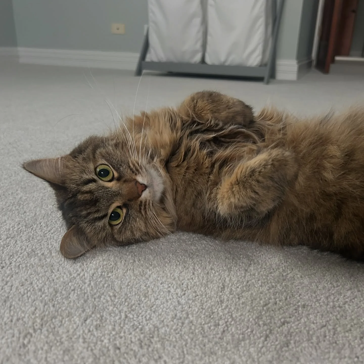 MERRY CHRISTMAS!! Linnea hopes everyone has a wonderful day!