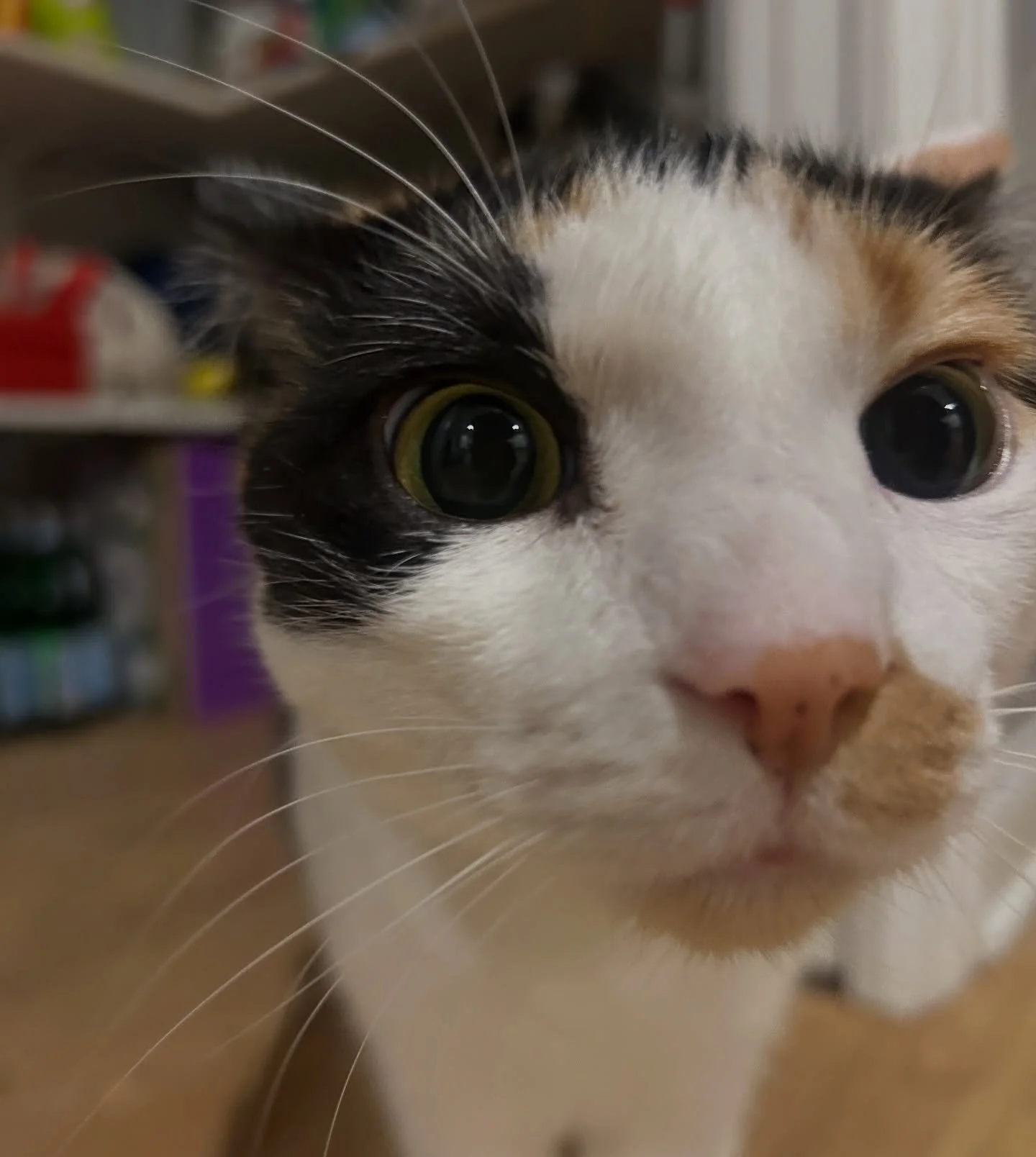 Close up cat sniffing shots are our specialty 🤣. Sniff sniff from Cali!