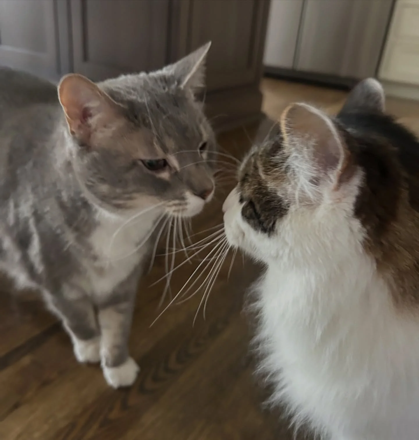 Ziggy &amp; Zoey checkin each other out 🤣